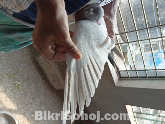 রেসার কবুতর